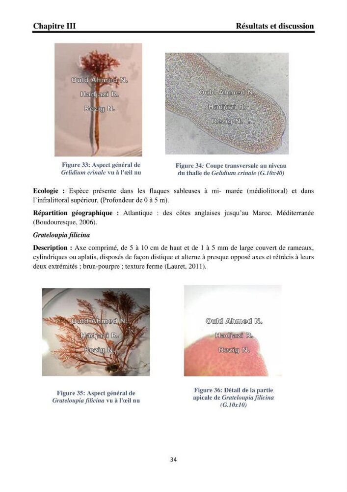 Biodiversité de la flore marine benthique de la region d\'El Djamila taxonomie et ecologie