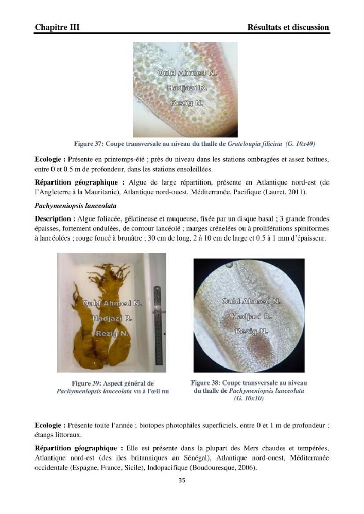 Biodiversité de la flore marine benthique de la region d\'El Djamila taxonomie et ecologie