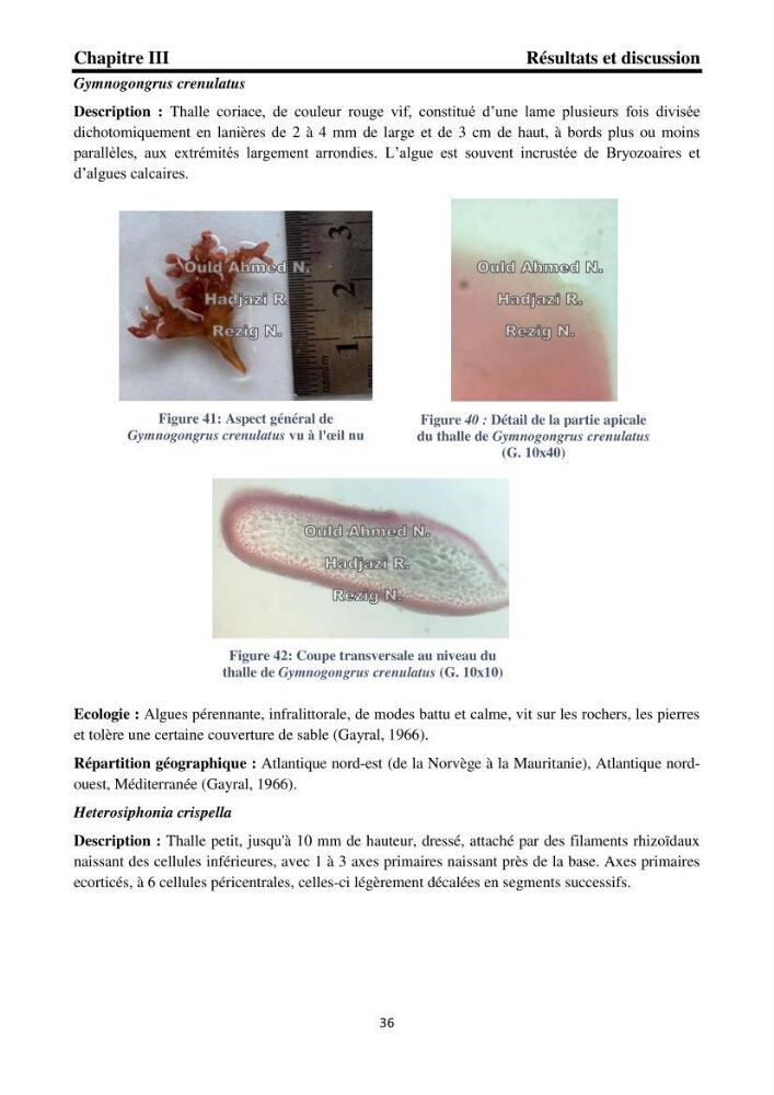 Biodiversité de la flore marine benthique de la region d\'El Djamila taxonomie et ecologie