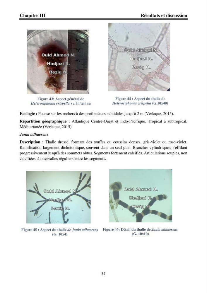 Biodiversité de la flore marine benthique de la region d\'El Djamila taxonomie et ecologie