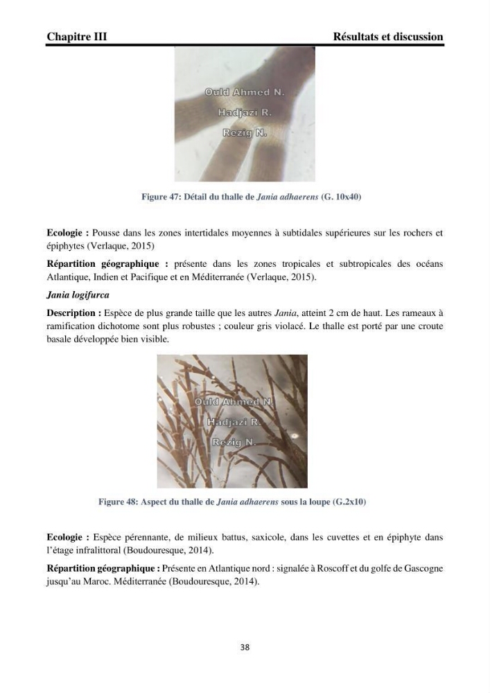 Biodiversité de la flore marine benthique de la region d\'El Djamila taxonomie et ecologie