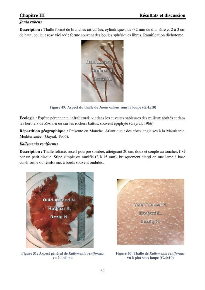 Biodiversité de la flore marine benthique de la region d\'El Djamila taxonomie et ecologie