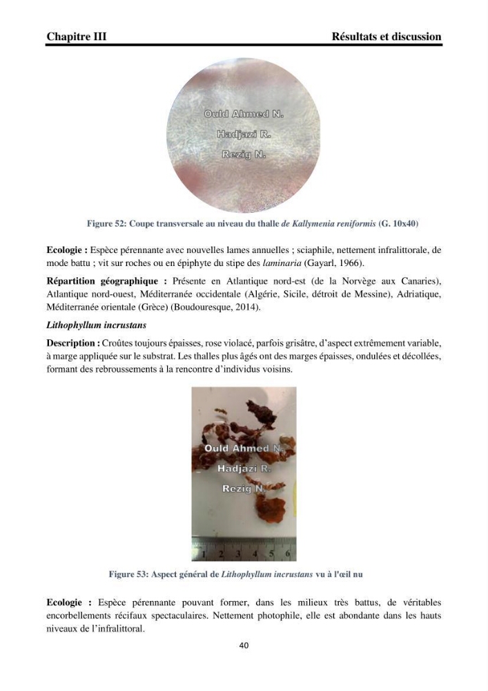 Biodiversité de la flore marine benthique de la region d\'El Djamila taxonomie et ecologie