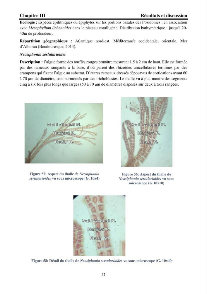 Biodiversité de la flore marine benthique de la region d\'El Djamila taxonomie et ecologie