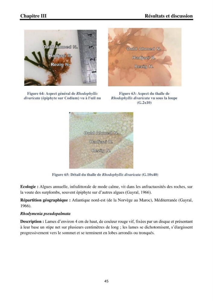Biodiversité de la flore marine benthique de la region d\'El Djamila taxonomie et ecologie