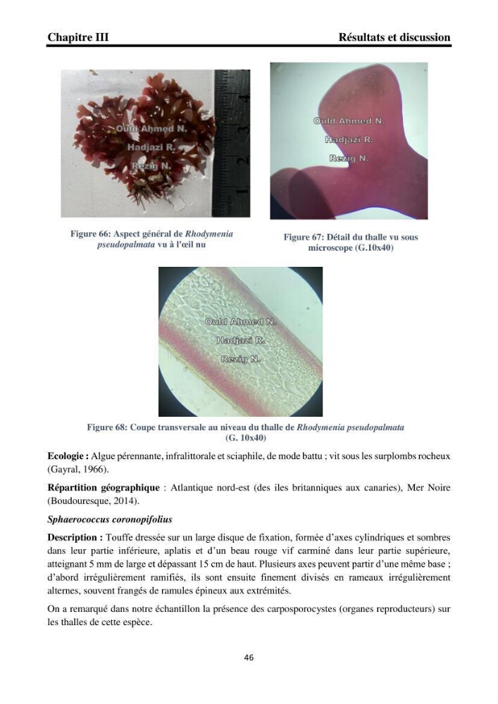 Biodiversité de la flore marine benthique de la region d\'El Djamila taxonomie et ecologie