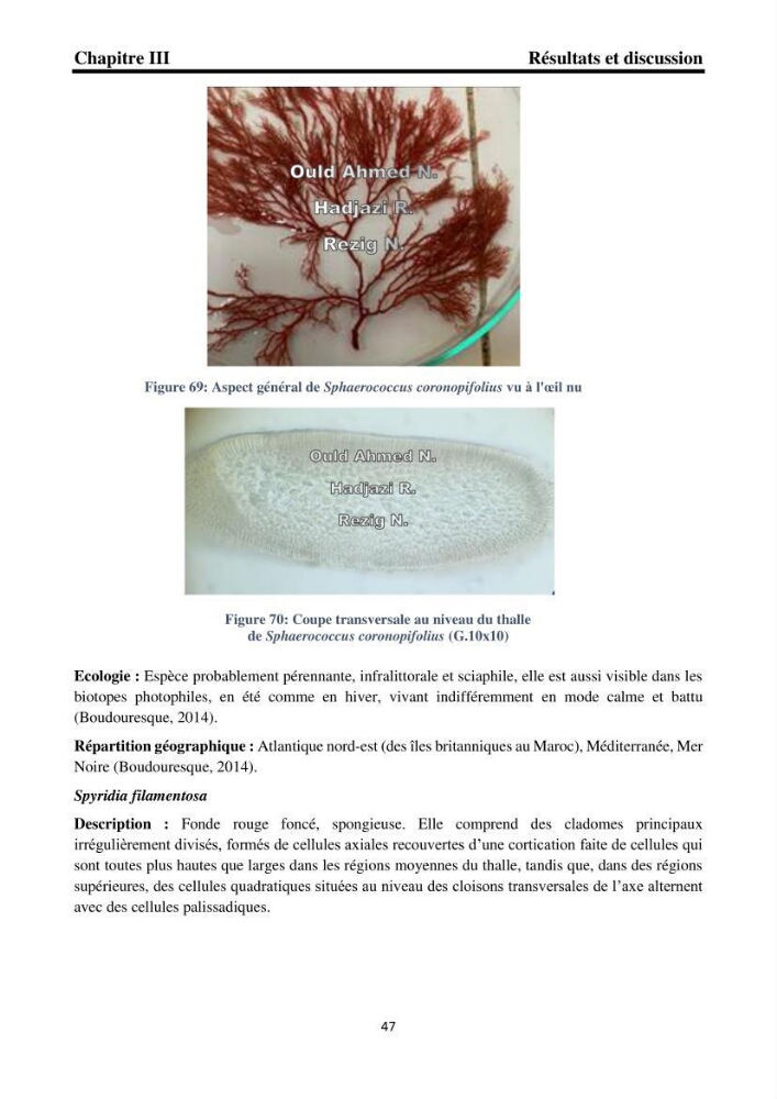 Biodiversité de la flore marine benthique de la region d\'El Djamila taxonomie et ecologie