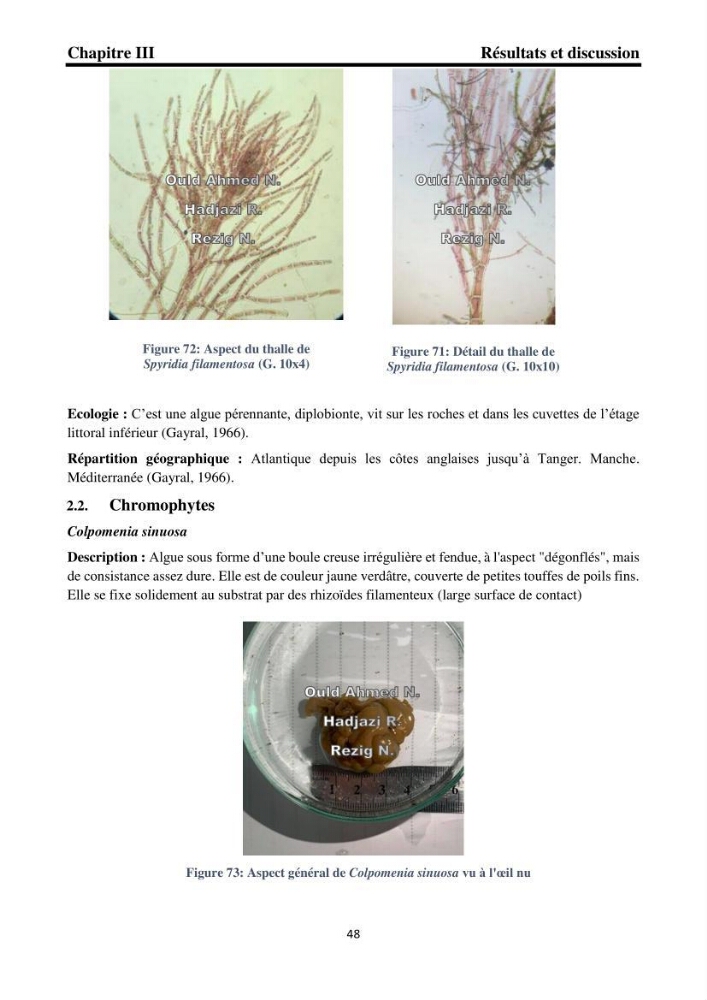 Biodiversité de la flore marine benthique de la region d\'El Djamila taxonomie et ecologie