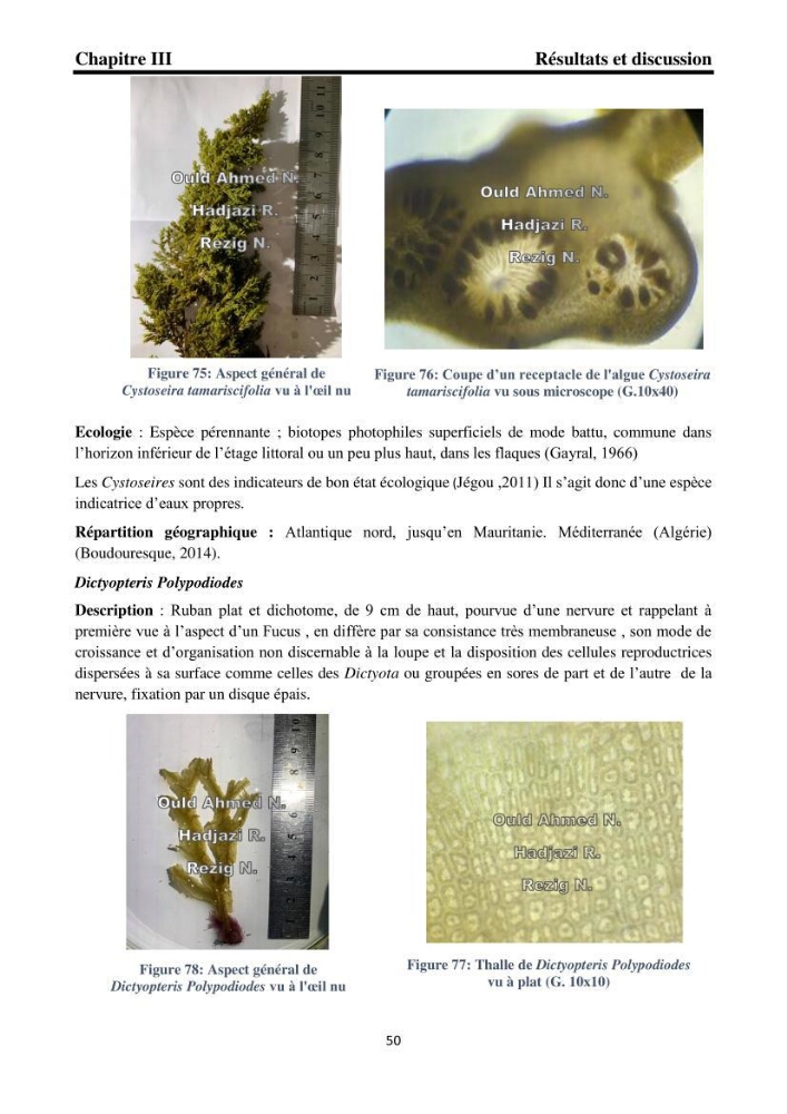 Biodiversité de la flore marine benthique de la region d\'El Djamila taxonomie et ecologie