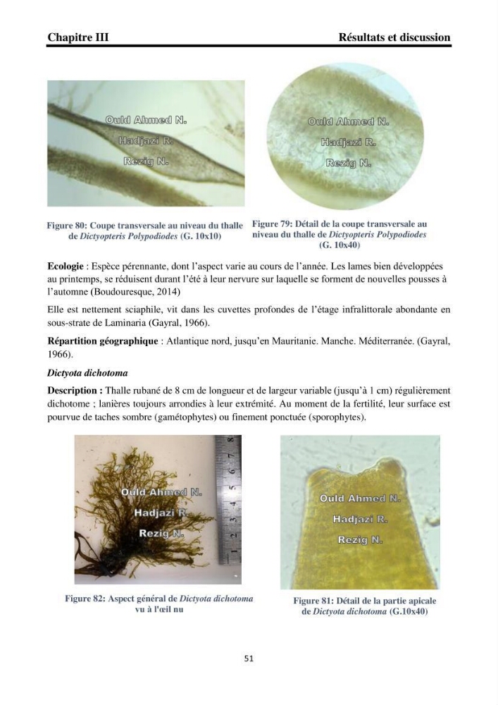 Biodiversité de la flore marine benthique de la region d\'El Djamila taxonomie et ecologie