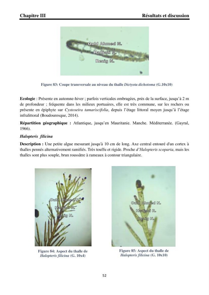 Biodiversité de la flore marine benthique de la region d\'El Djamila taxonomie et ecologie