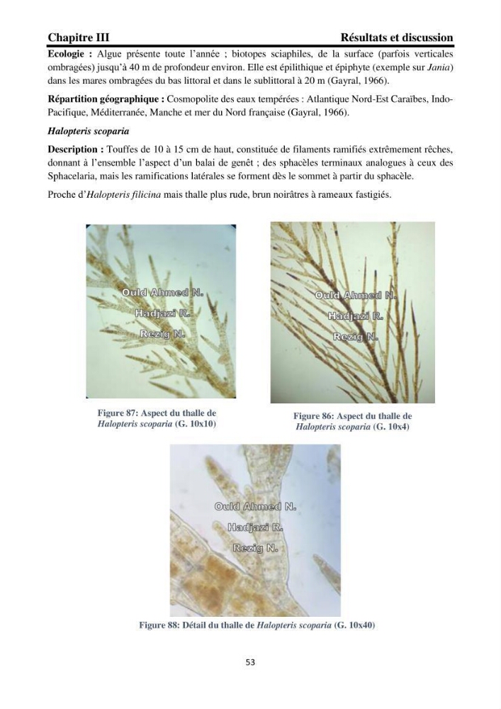 Biodiversité de la flore marine benthique de la region d\'El Djamila taxonomie et ecologie