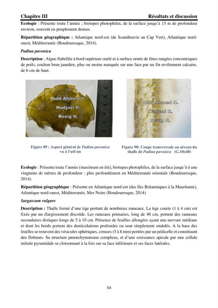 Biodiversité de la flore marine benthique de la region d\'El Djamila taxonomie et ecologie