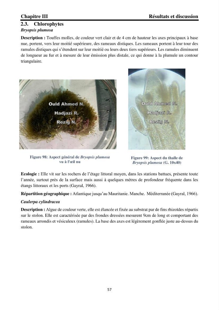 Biodiversité de la flore marine benthique de la region d\'El Djamila taxonomie et ecologie