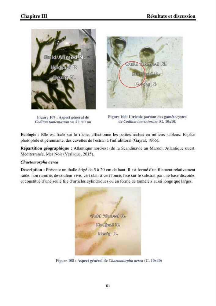 Biodiversité de la flore marine benthique de la region d\'El Djamila taxonomie et ecologie