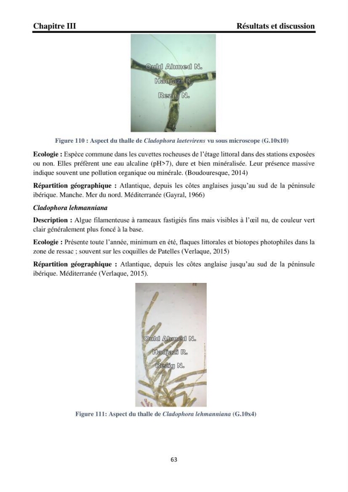 Biodiversité de la flore marine benthique de la region d\'El Djamila taxonomie et ecologie