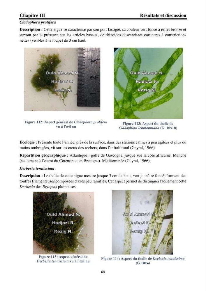 Biodiversité de la flore marine benthique de la region d\'El Djamila taxonomie et ecologie