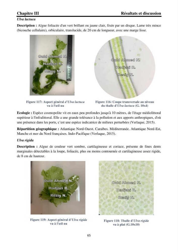 Biodiversité de la flore marine benthique de la region d\'El Djamila taxonomie et ecologie