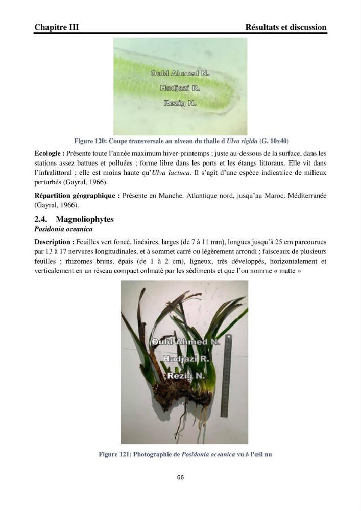 Biodiversité de la flore marine benthique de la region d\'El Djamila taxonomie et ecologie