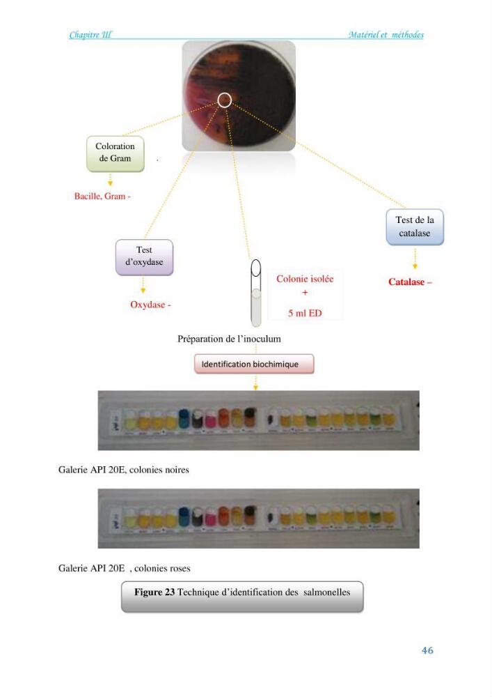 Détermination de l\'influence du rejet des eaux usées épurées par la STEP de Tipaza sur les caractéristiques physico-chimiques et bactériologiques des eaux de mer, cas de la plage de Chenoua