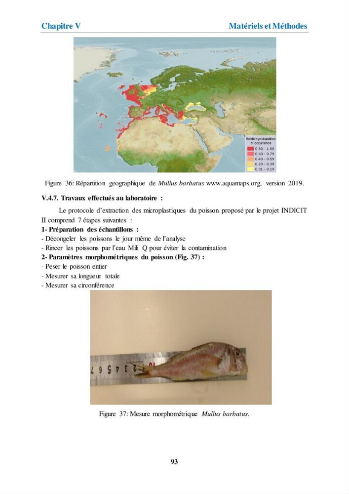 Etude de l\'évaluation quantitative et qualitative des microplastiques sur les côtes algériennes