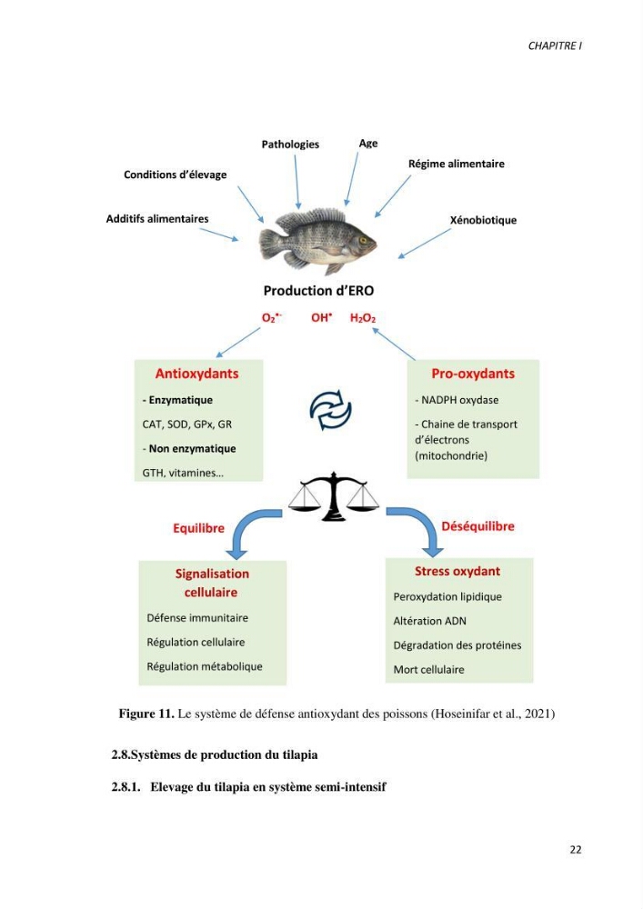Effet de l’élevage en système biofloc sur les performances zootechniques et physiologiques du Tilapia « Oreochromis niloticus »