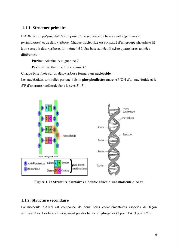Biologie moléculaire et génie génétique 2: support de cours