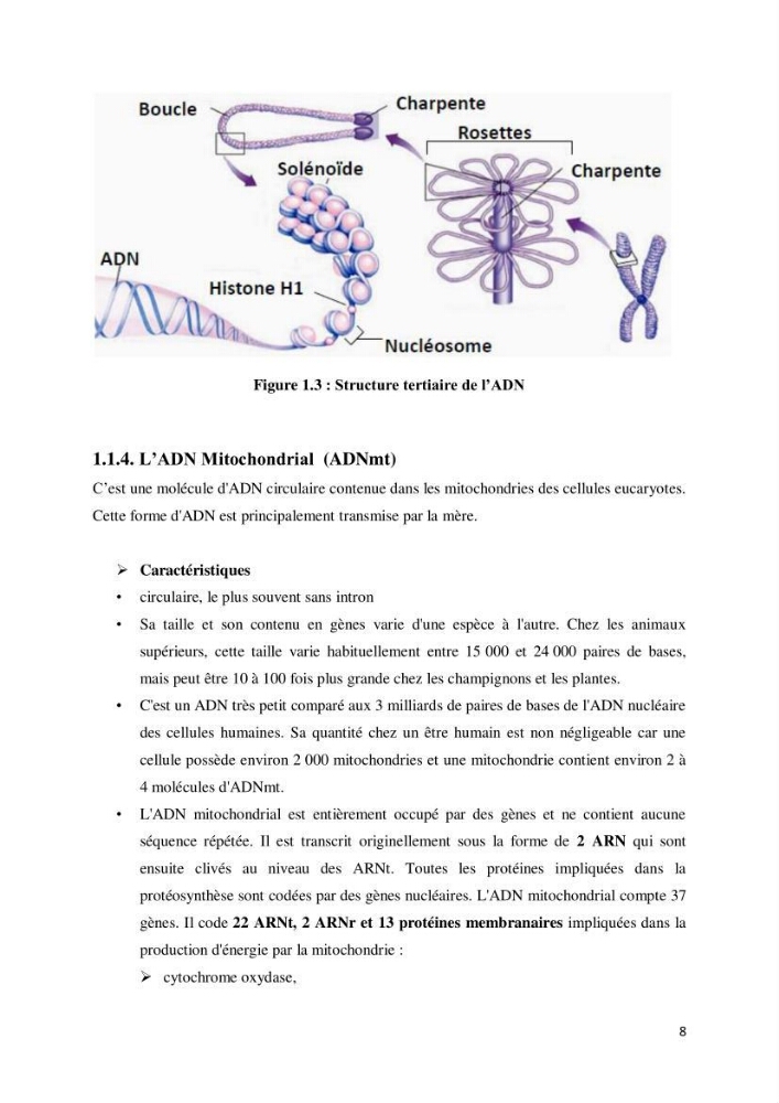 Biologie moléculaire et génie génétique 2: support de cours