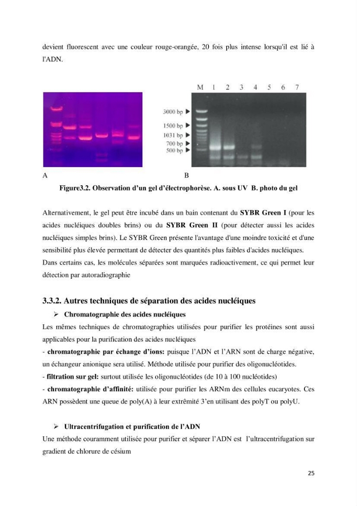 Biologie moléculaire et génie génétique 2: support de cours