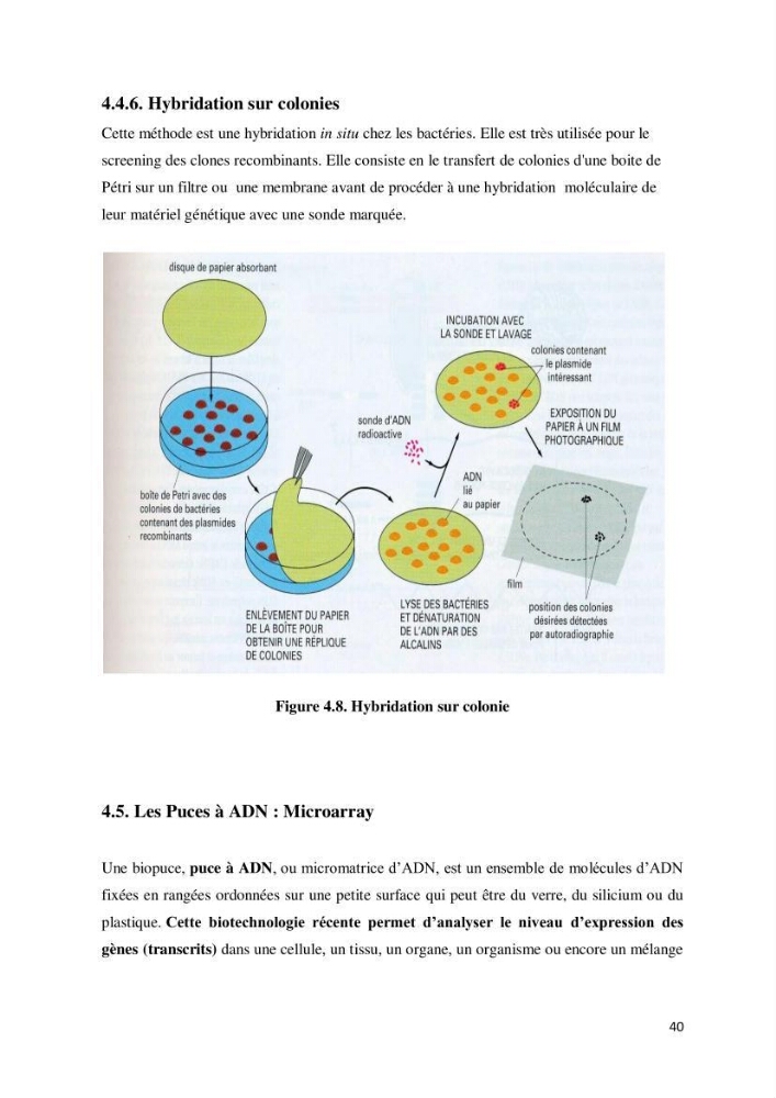 Biologie moléculaire et génie génétique 2: support de cours