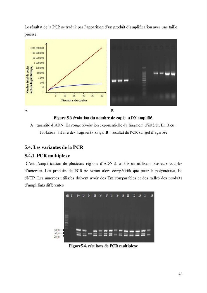 Biologie moléculaire et génie génétique 2: support de cours