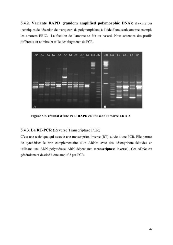 Biologie moléculaire et génie génétique 2: support de cours