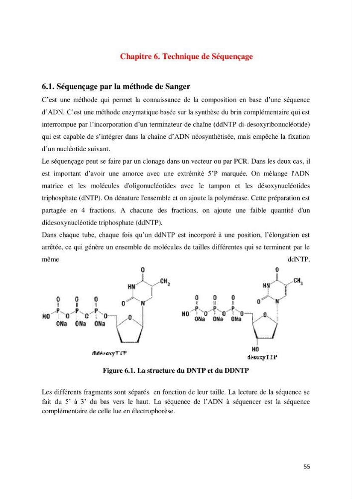 Biologie moléculaire et génie génétique 2: support de cours