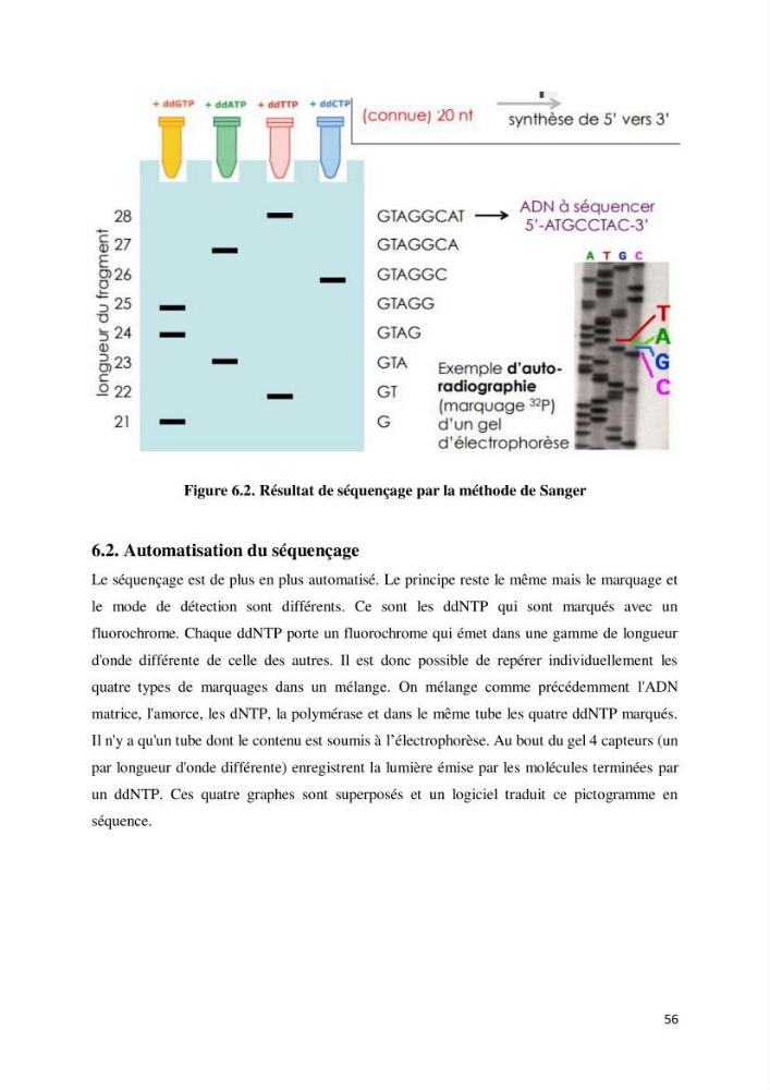 Biologie moléculaire et génie génétique 2: support de cours