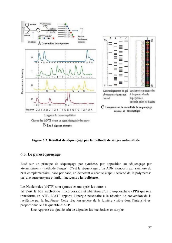 Biologie moléculaire et génie génétique 2: support de cours