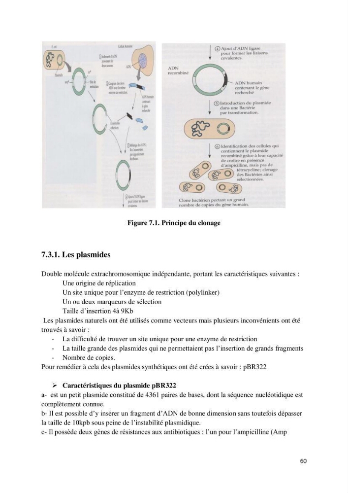Biologie moléculaire et génie génétique 2: support de cours