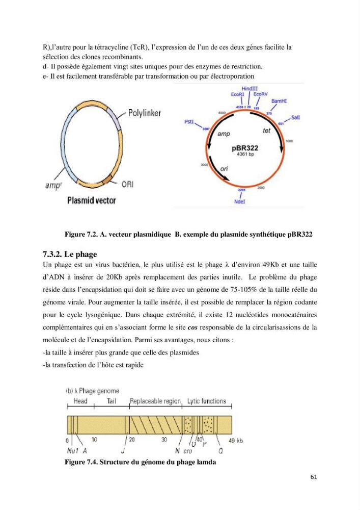 Biologie moléculaire et génie génétique 2: support de cours
