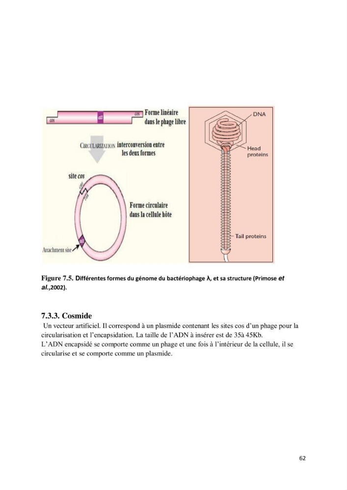 Biologie moléculaire et génie génétique 2: support de cours