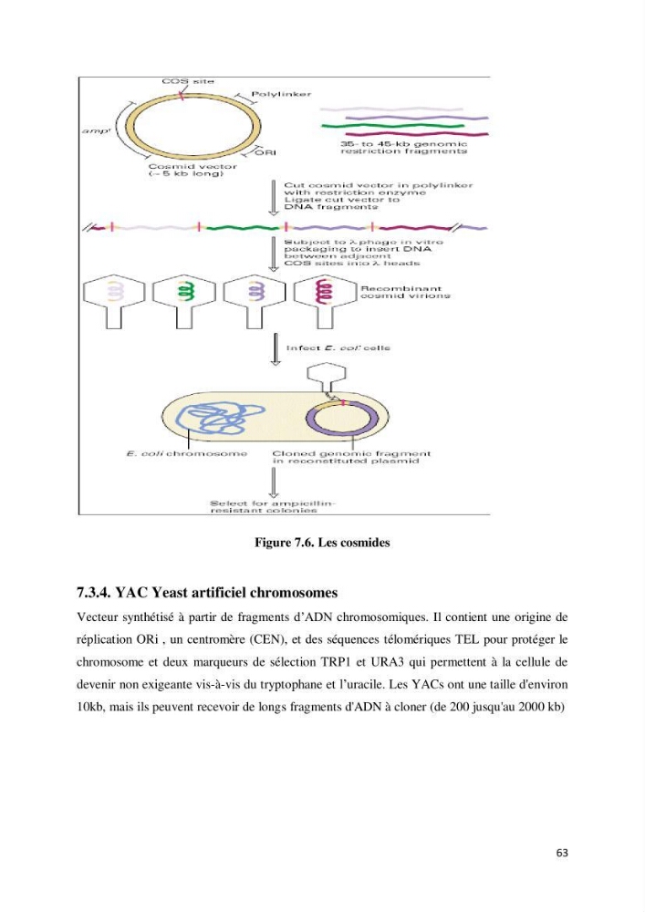 Biologie moléculaire et génie génétique 2: support de cours