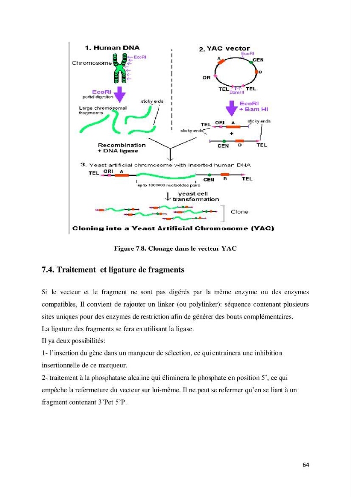 Biologie moléculaire et génie génétique 2: support de cours