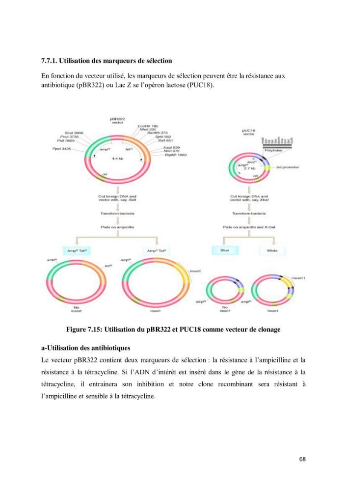 Biologie moléculaire et génie génétique 2: support de cours