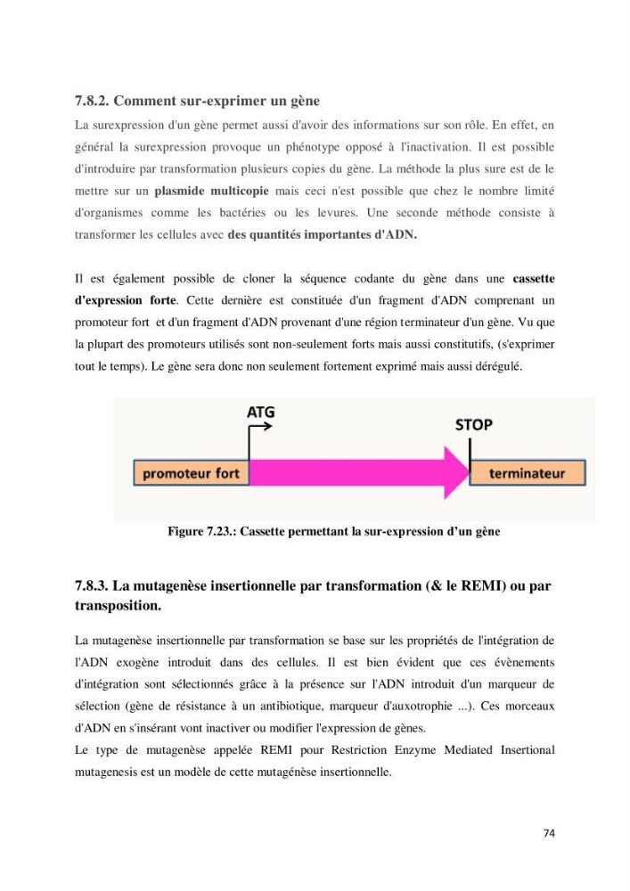 Biologie moléculaire et génie génétique 2: support de cours
