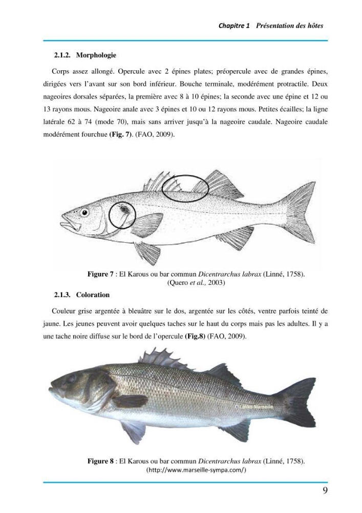 Inventaire des Monogènes parasites des poissons marins en Algérie