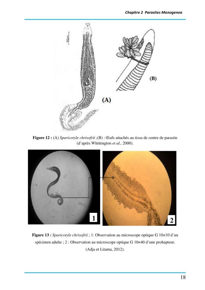 Inventaire des Monogènes parasites des poissons marins en Algérie