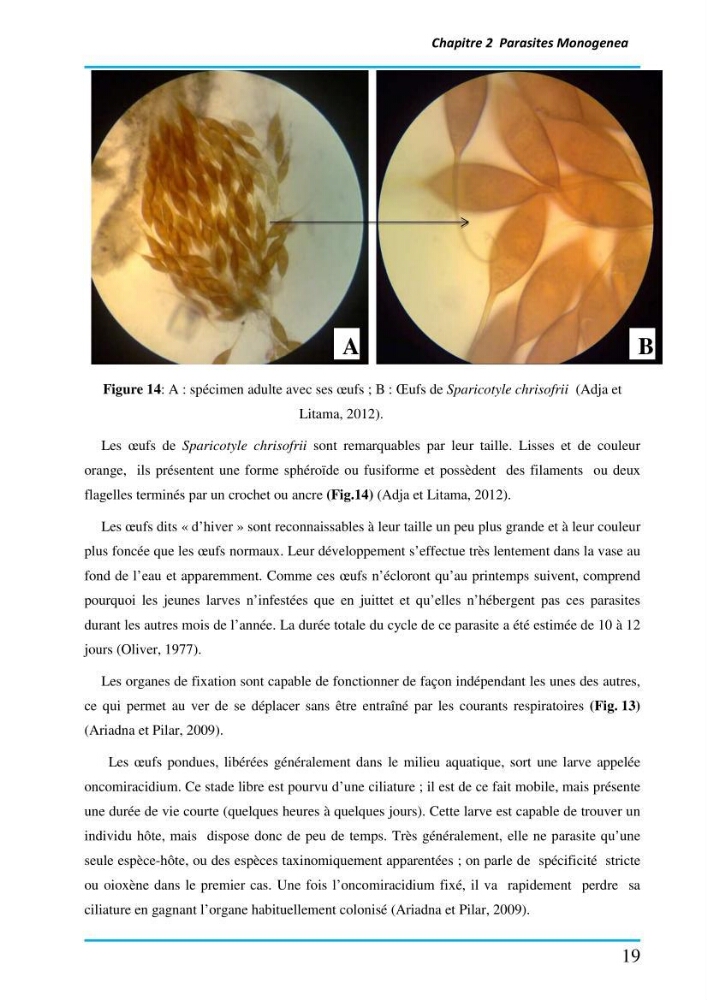 Inventaire des Monogènes parasites des poissons marins en Algérie