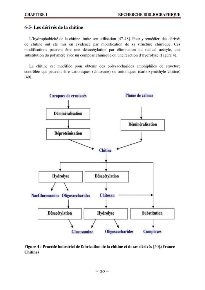 Les applications biomédicales et pharmaceutiques de la chitine et du chitosane