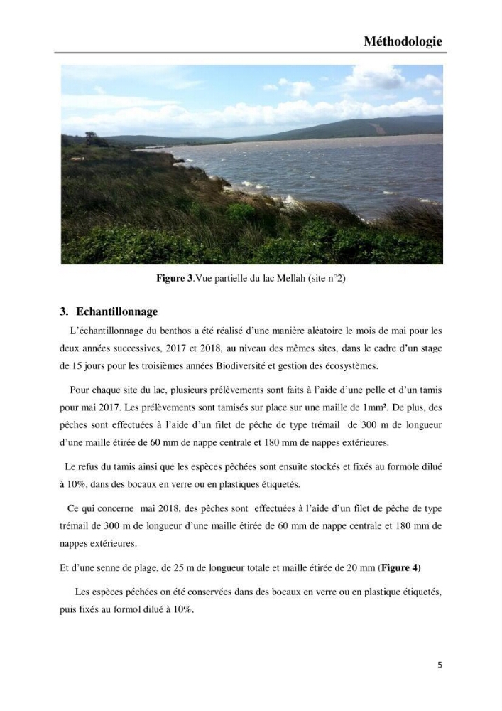 Etude de la structure du peuplement benthique de la lagune Mellah (El-Kala, Algérie) prélèvements: mai 2017 et mai 2018