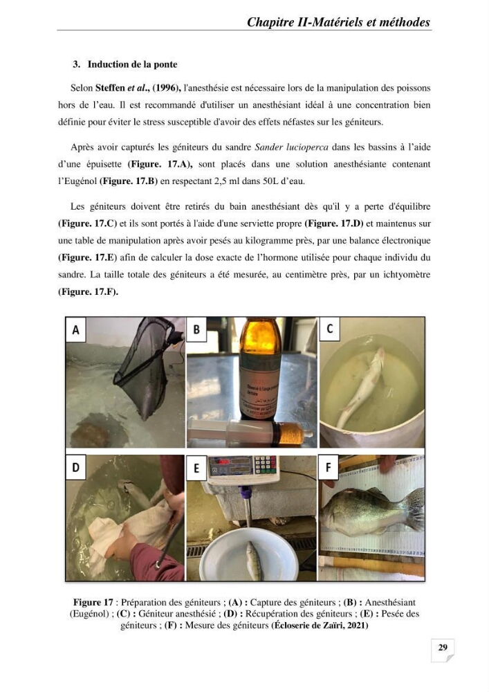 Contribution à la reproduction semi-contrôlée et à l’élevage larvaire d’une espèce carnassière d’eau douce : Cas de Sander lucioperca