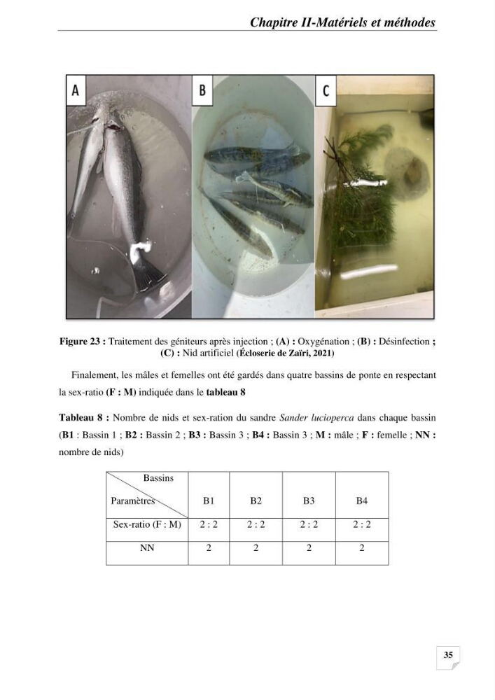 Contribution à la reproduction semi-contrôlée et à l’élevage larvaire d’une espèce carnassière d’eau douce : Cas de Sander lucioperca