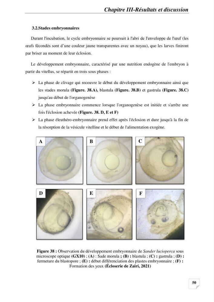 Contribution à la reproduction semi-contrôlée et à l’élevage larvaire d’une espèce carnassière d’eau douce : Cas de Sander lucioperca